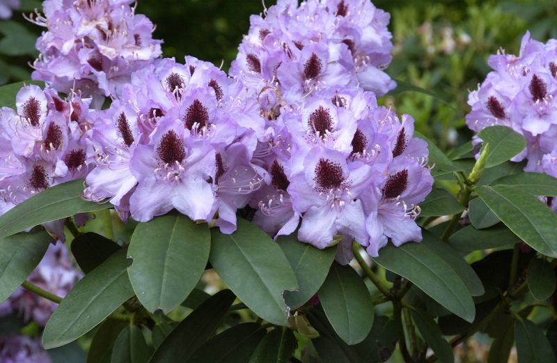 Rhododendron-Hybride 'Humboldt' - Rhododendron Hybride 'Humboldt'