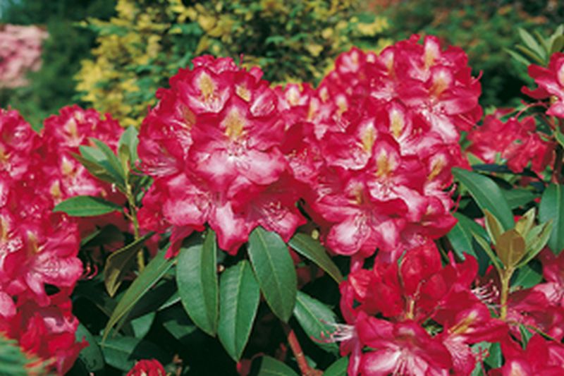 Rhododendron-Hybride 'Junifeuer' - Rhododendron Hybride 'Junifeuer'