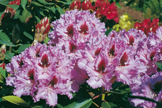 Rhododendron-Hybride 'Kabarett' ® - Rhododendron Hybride 'Kabarett' ®