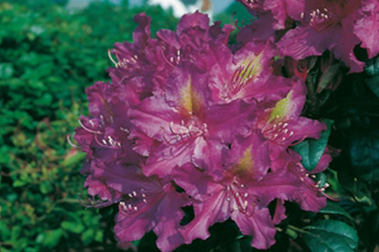 Rhododendron-Hybride 'Libretto' - Rhododendron Hybride 'Libretto'