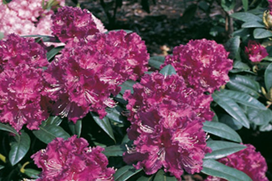 Rhododendron-Hybride 'Lilofee' - Rhododendron Hybride 'Lilofee'