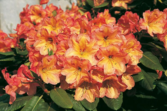 Rhododendron-Hybride 'Macarena' - Rhododendron Hybride 'Macarena'