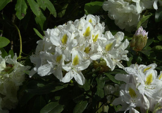 Rhododendron-Hybride 'Madame Masson' - Rhododendron Hybr.'Madame Masson'