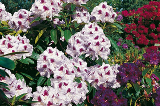 Rhododendron-Hybride 'Marsalla' - Rhododendron Hybride 'Marsalla'