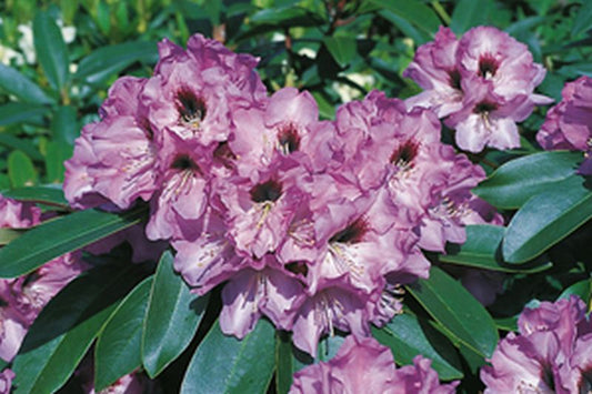 Rhododendron-Hybride 'Mercator' - Rhododendron Hybride 'Mercator'