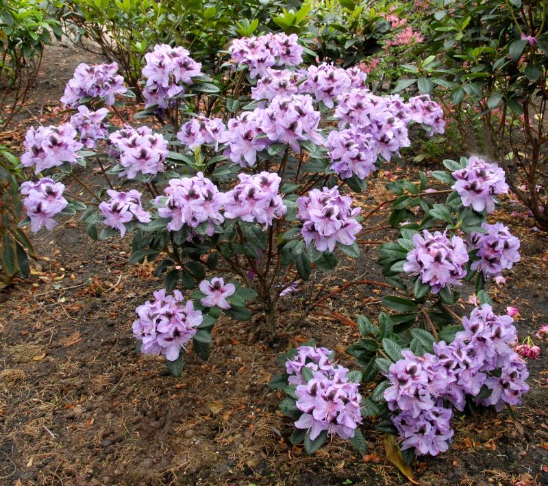 Rhododendron-Hybride 'Metallica' - Rhododendron Hybr.'Metallica'