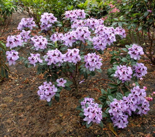 Rhododendron-Hybride 'Metallica' - Rhododendron Hybr.'Metallica'