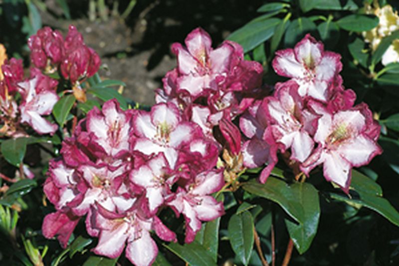 Rhododendron-Hybride 'Midnight Mystique' - Rhododendron Hybride 'Midnight Mystique'