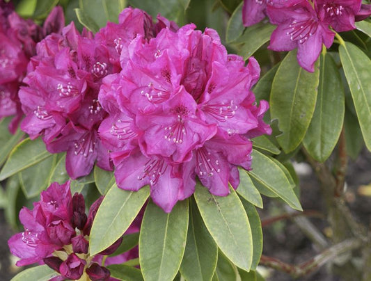Rhododendron-Hybride 'Old Port' - Rhododendron Hybr.'Old Port'