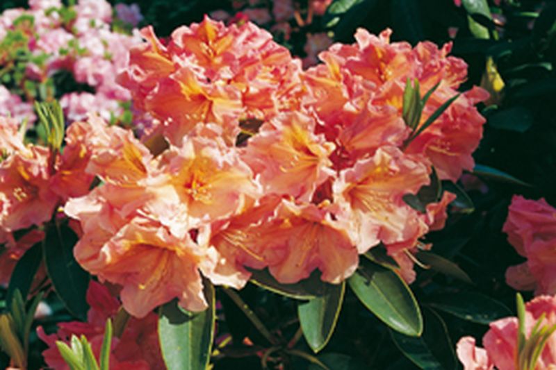 Rhododendron-Hybride 'Olga' - Rhododendron Hybride 'Olga'