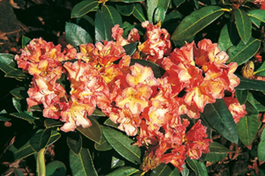 Rhododendron-Hybride 'Orange Flirt' - Rhododendron Hybride 'Orange Flirt'