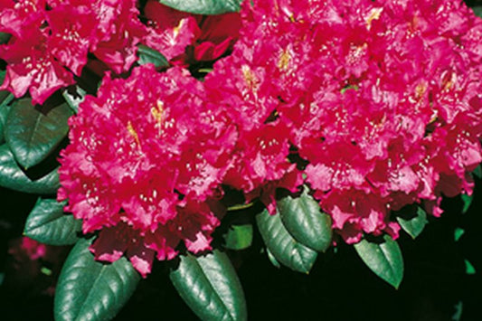 Rhododendron-Hybride 'Pearces American Beauty' - Rhododendron Hybride 'Pearce's American Beauty'