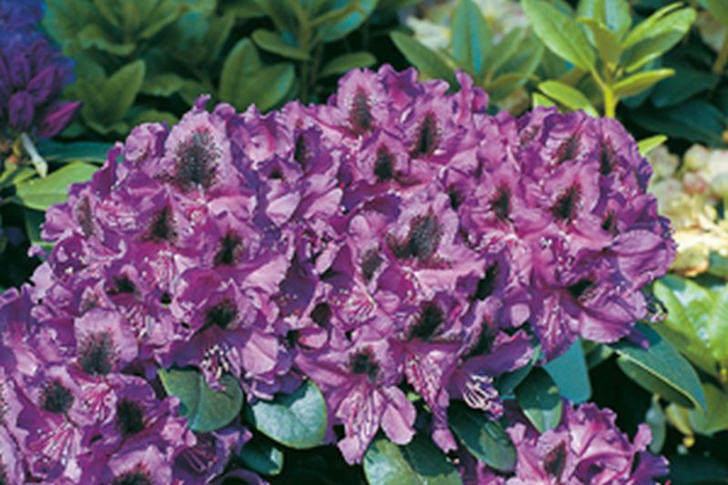 Rhododendron-Hybride 'Peter Alan' - Rhododendron Hybride 'Peter Alan'