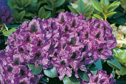 Rhododendron-Hybride 'Peter Alan' - Rhododendron Hybride 'Peter Alan'