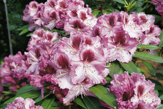 Rhododendron-Hybride 'Pfauenauge' ® - Rhododendron Hybride 'Pfauenauge' ®