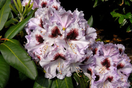 Rhododendron-Hybride 'Pinguin' - Rhododendron Hybr.'Pinguin'
