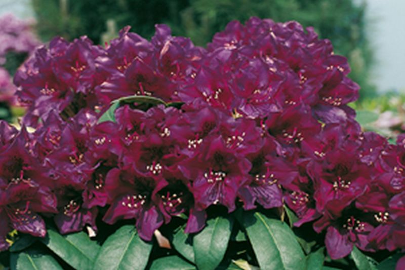 Rhododendron-Hybride 'Polarnacht' - Rhododendron Hybride 'Polarnacht'