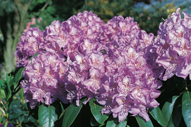 Rhododendron-Hybride 'Purpureum Grandiflorum' - Rhododendron Hybride 'Purpureum Grandiflorum'