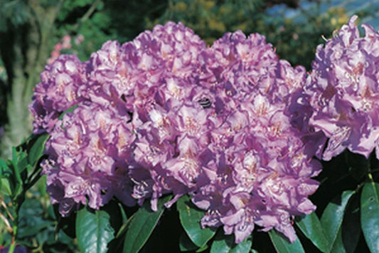 Rhododendron-Hybride 'Purpureum Grandiflorum' - Rhododendron Hybride 'Purpureum Grandiflorum'