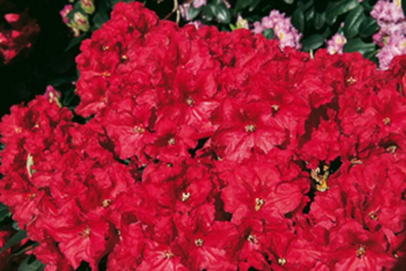 Rhododendron-Hybride 'Rabatz' ® - Rhododendron Hybride 'Rabatz' ®