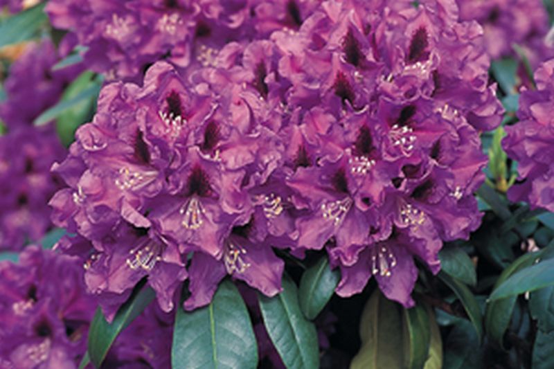 Rhododendron-Hybride 'Rasputin' - Rhododendron Hybride 'Rasputin'
