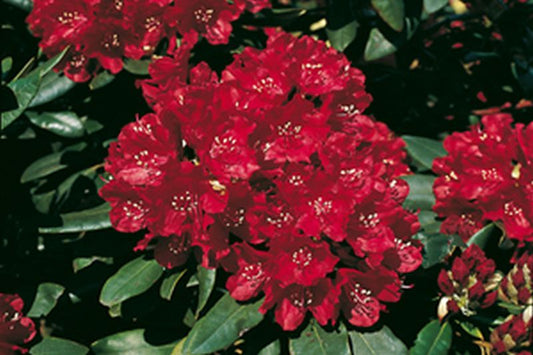 Rhododendron-Hybride 'Sammetglut' - Rhododendron Hybride 'Sammetglut'
