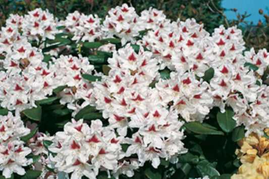 Rhododendron-Hybride 'Schneeauge' - Rhododendron Hybride 'Schneeauge'
