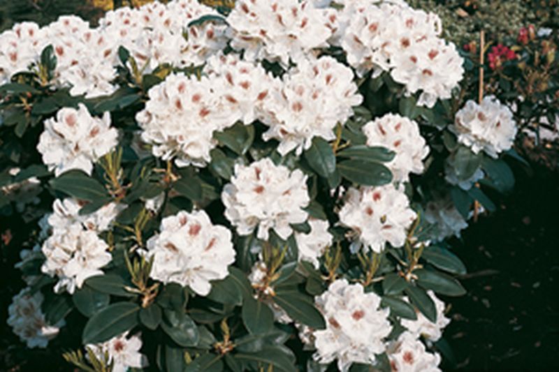 Rhododendron-Hybride 'Schneebukett' - Rhododendron Hybride 'Schneebukett'