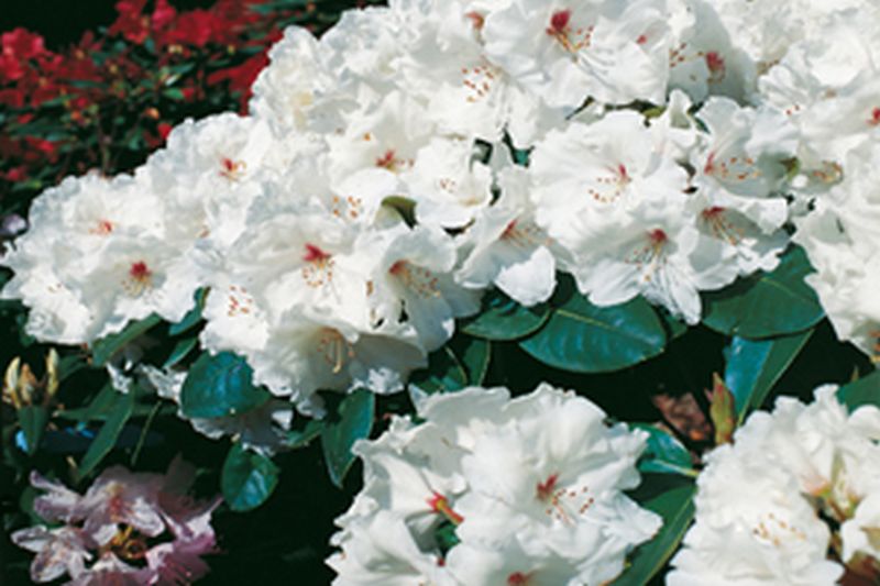 Rhododendron-Hybride 'Schneespiegel' ® - Rhododendron Hybride 'Schneespiegel' ®