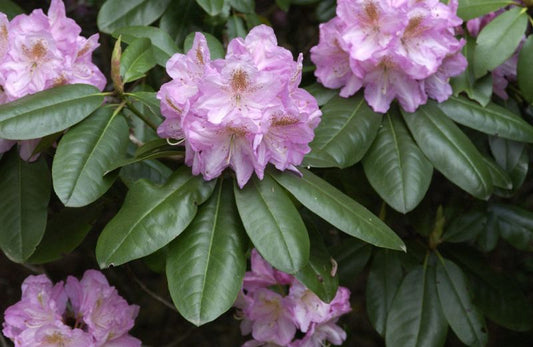 Rhododendron-Hybride 'Scintillation' - Rhododendron Hybr.'Scintillation'