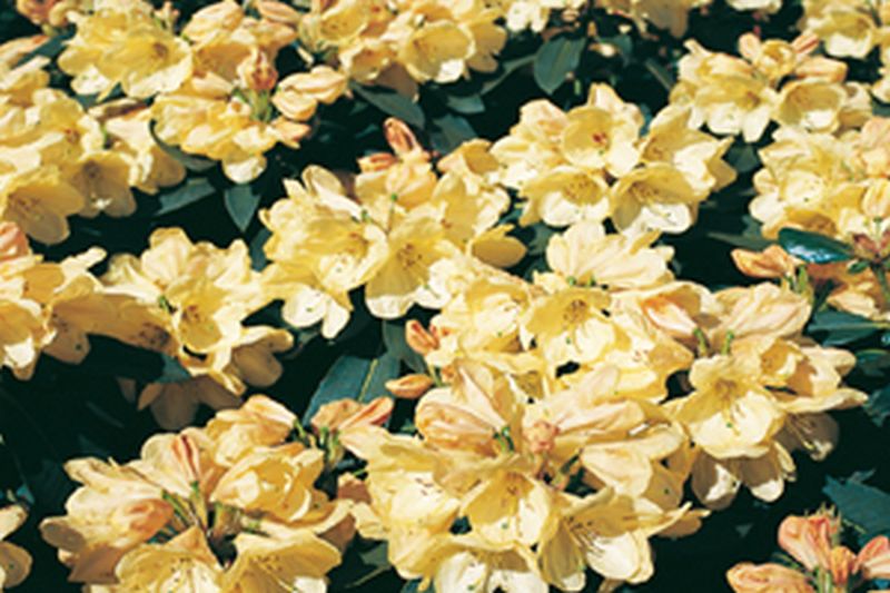Rhododendron-Hybride 'Stadt Westerstede' - Rhododendron Hybride 'Stadt Westerstede'