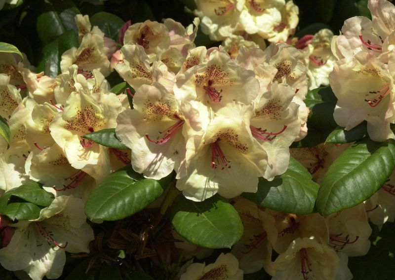 Rhododendron-Hybride 'Viscy' - Rhododendron Hybr.'Viscy'