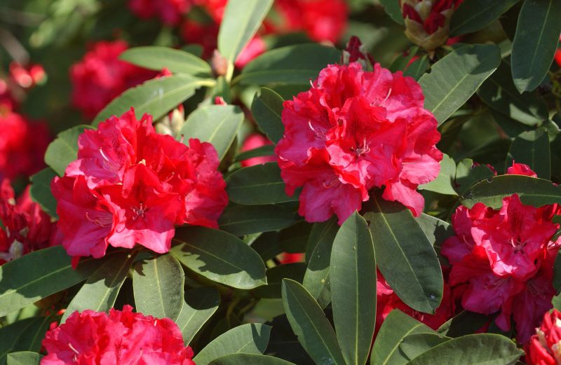 Rhododendron-Hybride 'Wilgen's Ruby' - Rhododendron Hybr.'Wilgen's Ruby'