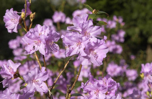 Rhododendron 'Praecox' - Rhododendron 'Praecox'