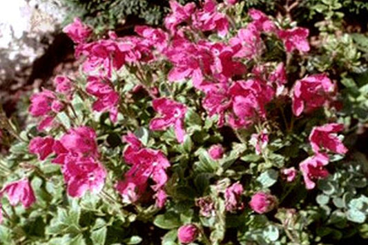 Rhododendron camtschaticum - Rhododendron camtschaticum