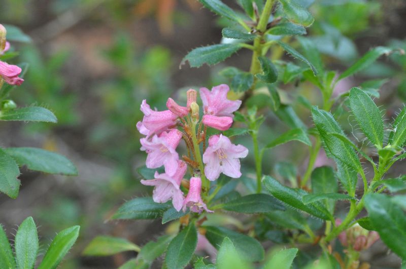 Rhododendron hirsutum - Rhododendron hirsutum