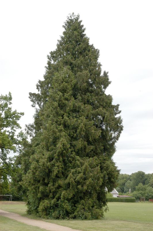 Riesen-Lebensbaum - Thuja plicata