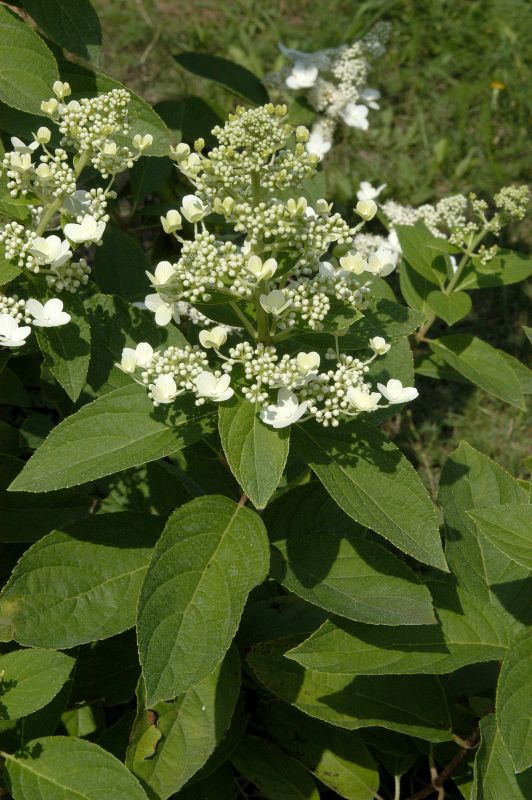 Rispenhortensie 'Grandiflora' - Hydrangea paniculata 'Grandiflora'