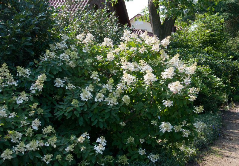 Rispenhortensie 'Unique' - Hydrangea paniculata 'Unique'