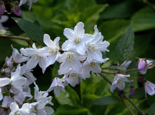 Rosa Maiblumenstrauch - Deutzia rosea