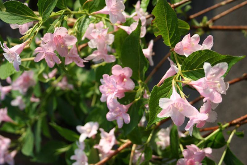 Rosa Weigelie - Weigela florida