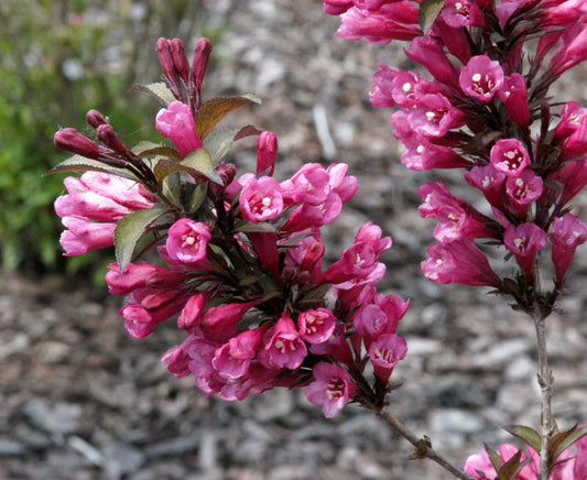 Rosa Weigelie 'Alexandra' - Weigela florida 'Alexandra' -S-