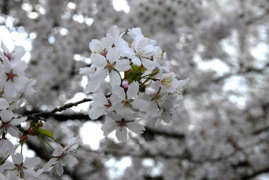Rosa Winterkirsche 'Autumnalis Rosea' - Prunus subhirtella 'Autumnalis Rosea' CAC