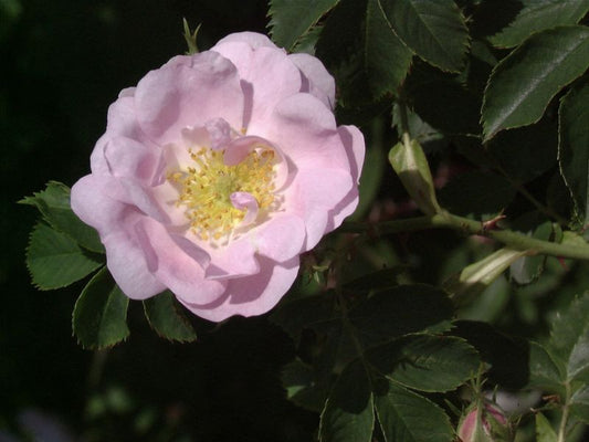 Rose agrestis - Rosa agrestis