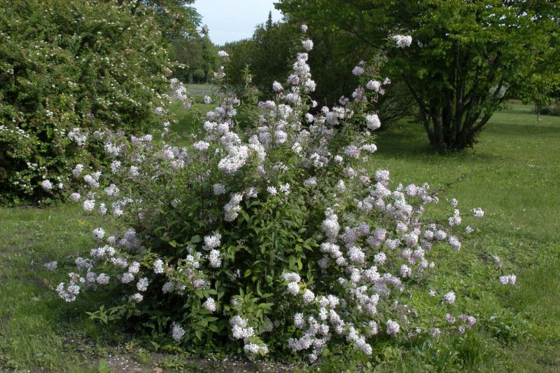 Rosendeutzie - Deutzia hybrida 'Mont Rose'