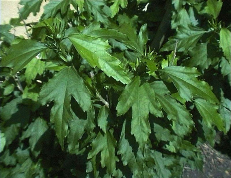 Roseneibisch - Hibiscus syriacus