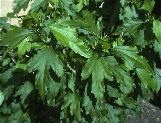 Roseneibisch - Hibiscus syriacus