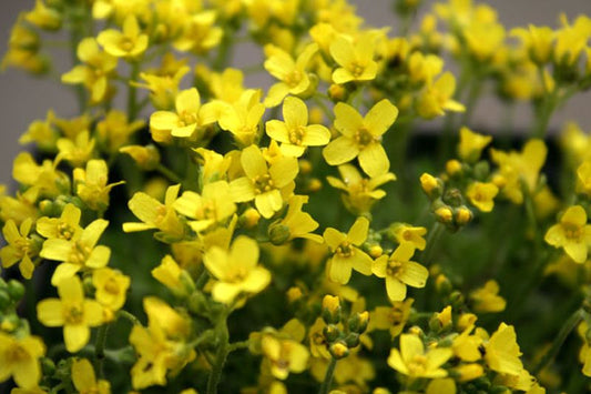 Rosettiges Felsenblümchen - Draba aizoides