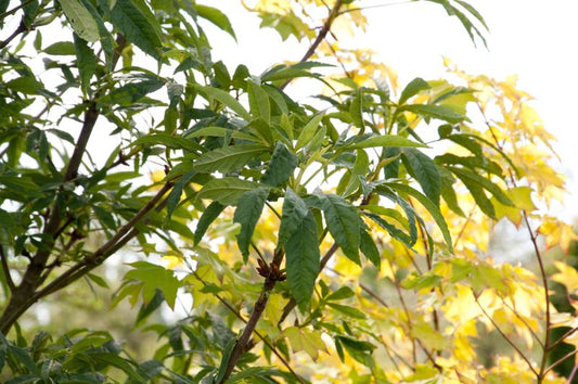 Rosskastanie 'Laciniata' - Aesculus hippocastanum 'Laciniata'