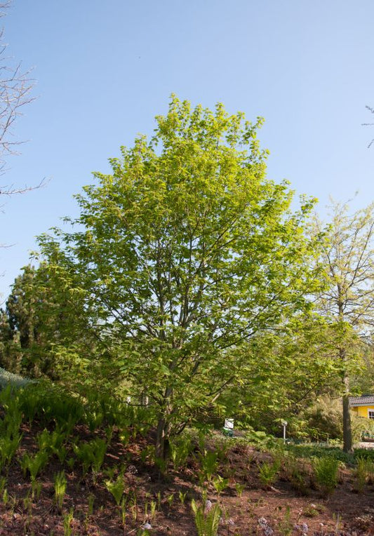 Rostbartahorn - Acer rufinerve